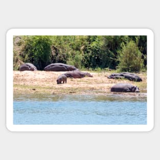 Hippo Family in Kruger National Park - South Africa Sticker